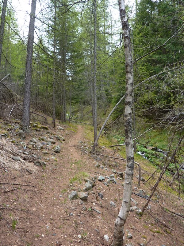 #9 Sentier limitrophe au parc : Ça roule... 20 mètres puis il faut franchir un arbre couché Sentier limitrophe au parc : Ça roule... 20 mètres puis il faut franchir un arbre couché