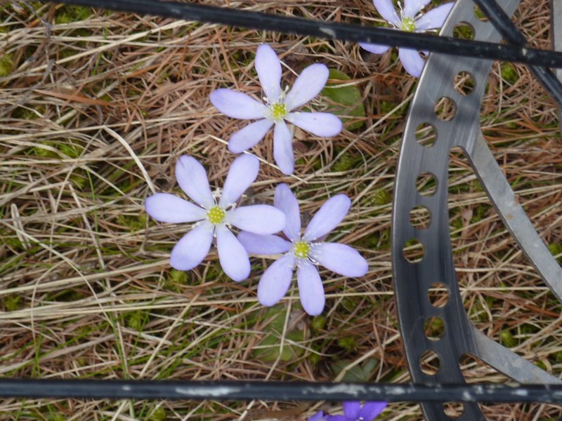 #10 Petites fleurs : Pour me donner du courage Petites fleurs : Pour me donner du courage