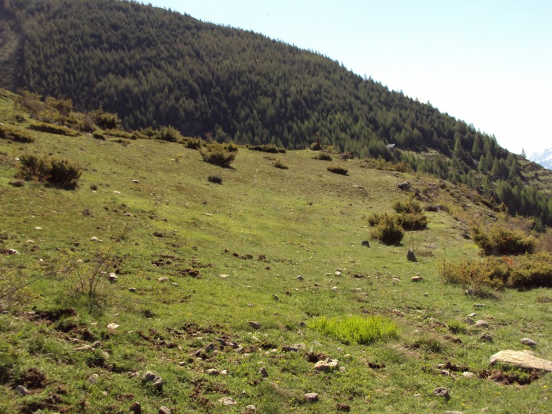 #8 plateau : saucho plateau : saucho