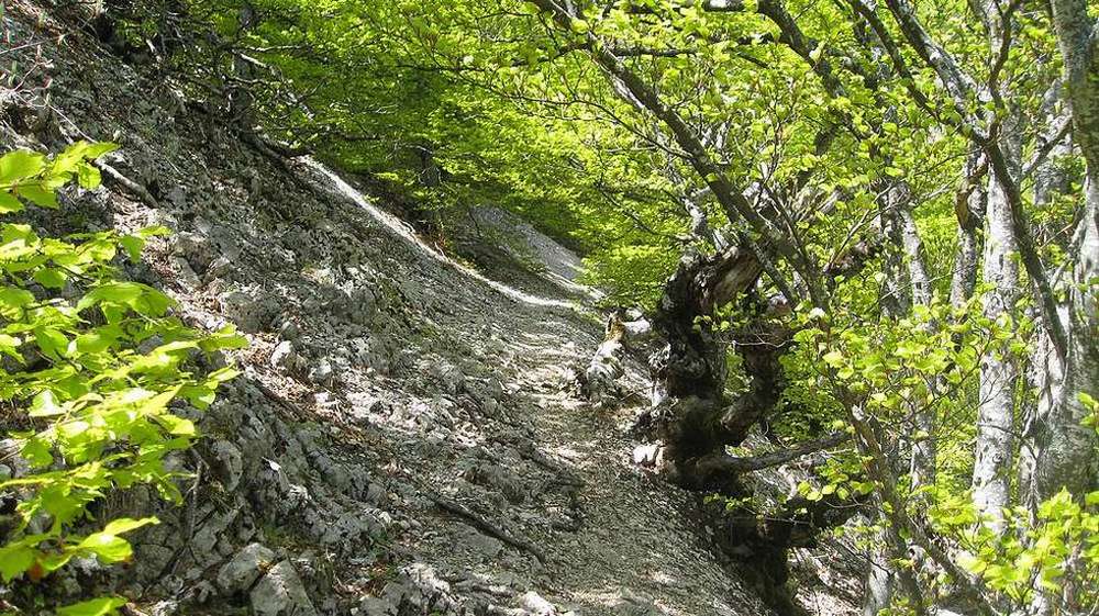 Descente en sous-bois : sous le col 1427m