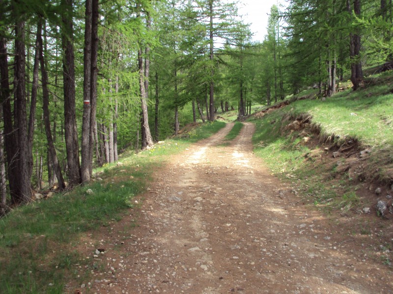 #3 paysage : sous bois paysage : sous bois