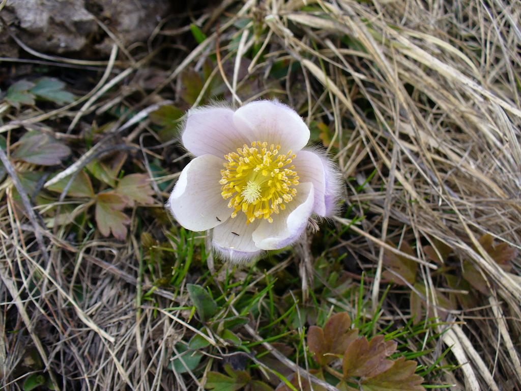 #15 Flore : Crocus en fourrure ??? Flore : Crocus en fourrure ???