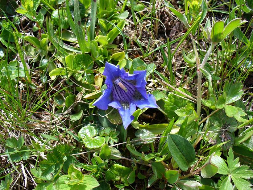 #2 Flore : Gentiane de saison Flore : Gentiane de saison