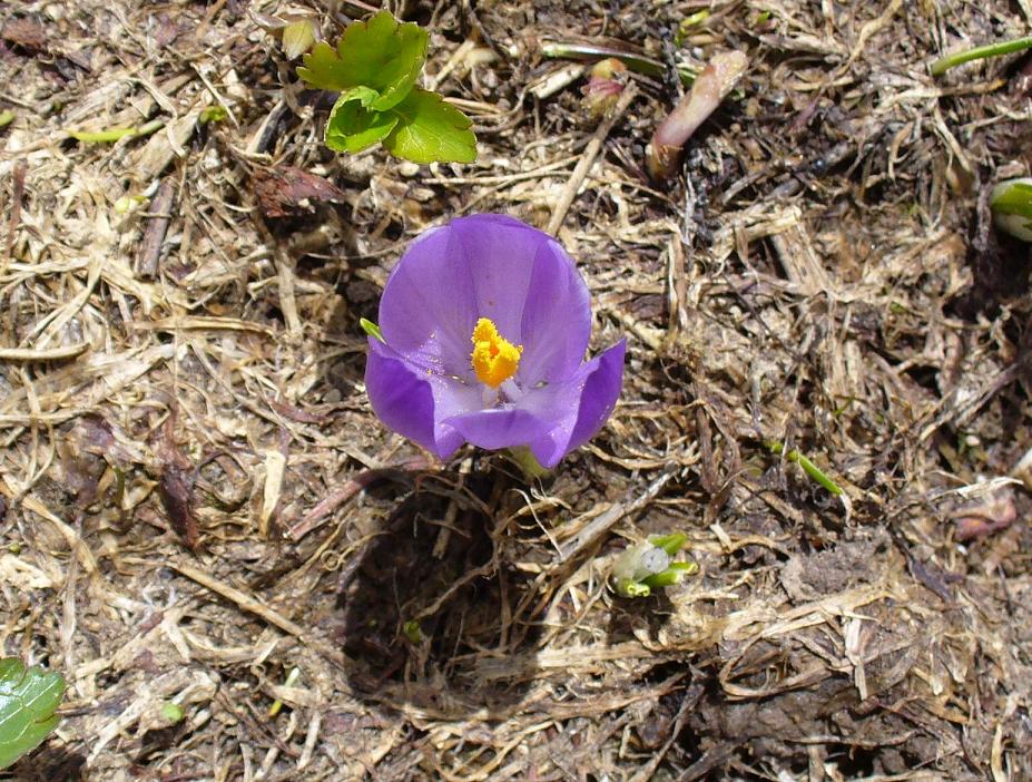 #8 Flore : Crocus de saison Flore : Crocus de saison