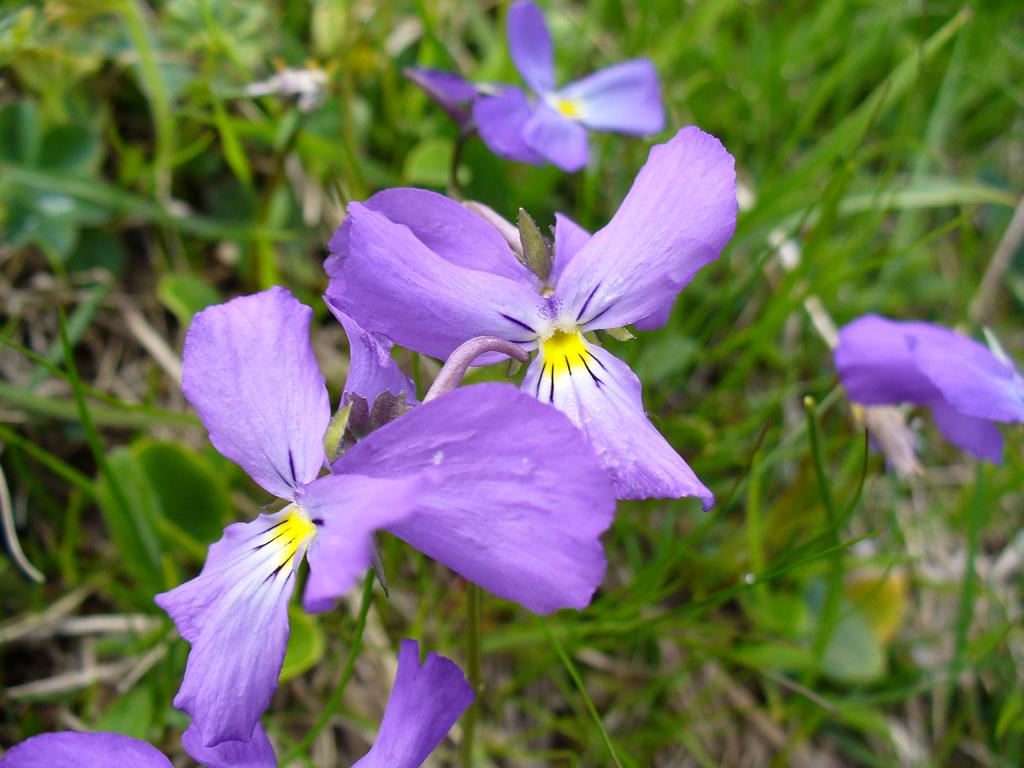 #1 Flore : Pensées du jour Flore : Pensées du jour