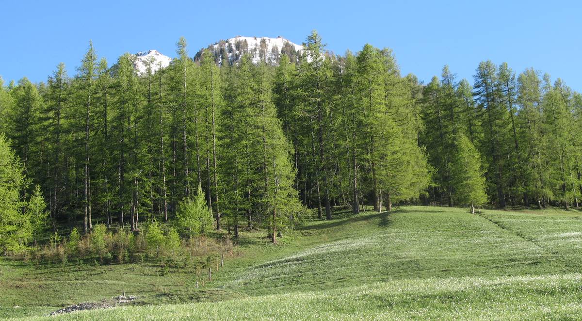 #2 Cime du Mélézin : la neige n Cime du Mélézin : la neige n'est pas loin