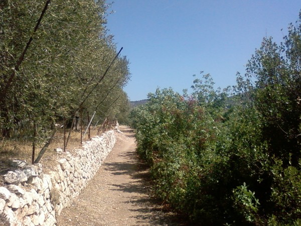 #5 Ancien chemin de Laghet : Arrivé au dessus de la Trinité, on remonte par l Ancien chemin de Laghet : Arrivé au dessus de la Trinité, on remonte par l'ancien chemin de Laghet. Malgré quelques passages raides et pierreux qui obligent à un peu de portage, le chemin est bien roulant.