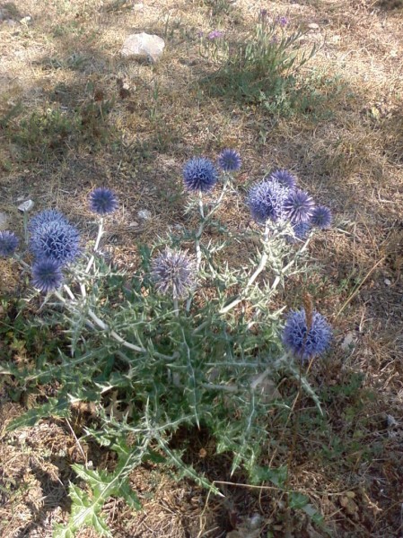 #4 Chardons : Superbes chardons au plan German Chardons : Superbes chardons au plan German