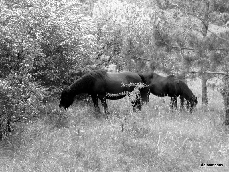 #7 Chevaux : Lipizan du Diois ;@) Chevaux : Lipizan du Diois ;@)