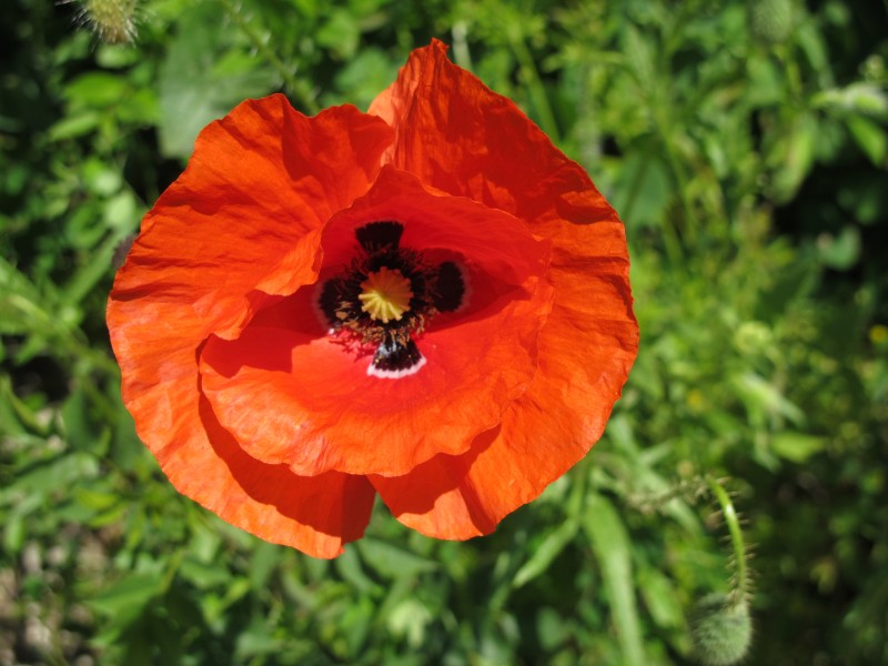 #1 Coquelicot : Cette fleur doit avoir les zones noires à l Coquelicot : Cette fleur doit avoir les zones noires à l'intérieur terminées par un liseré blanc pour qu'elle soit parfaite ... !!! (on est bête quand on est gamin, non ?)