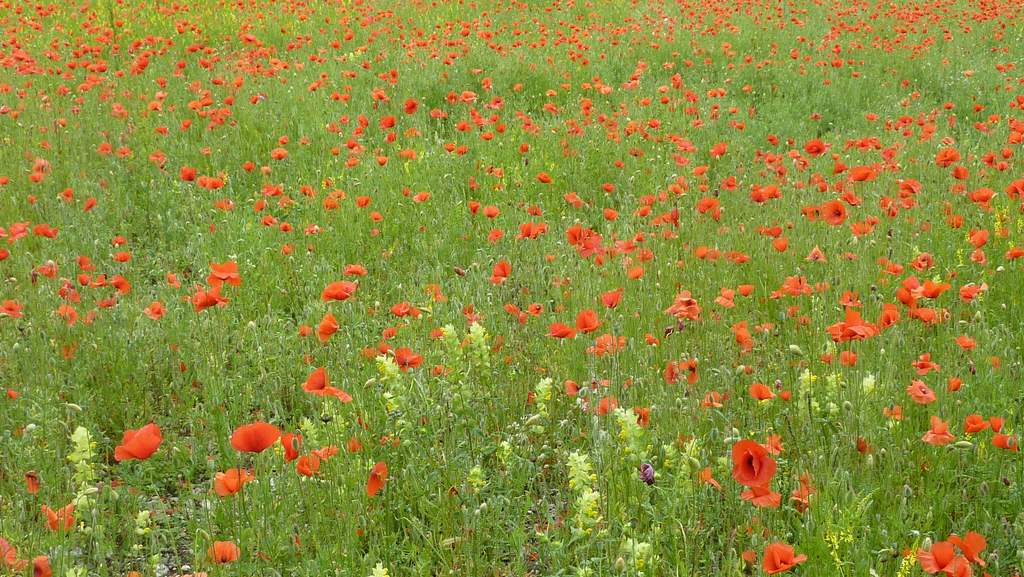 #3 Tapis rouge : c Tapis rouge : c'est le printemps, pas de doute