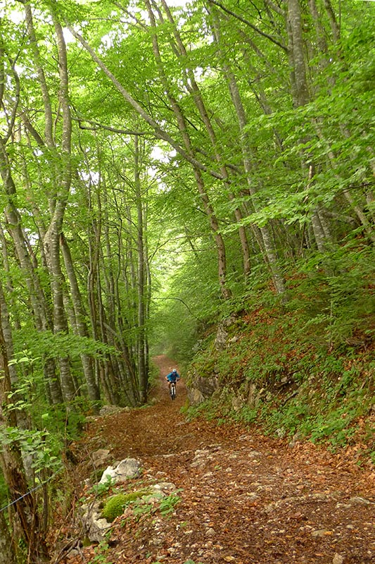 Sentier  du chalet des Turres : Gilles au milieu des fayards