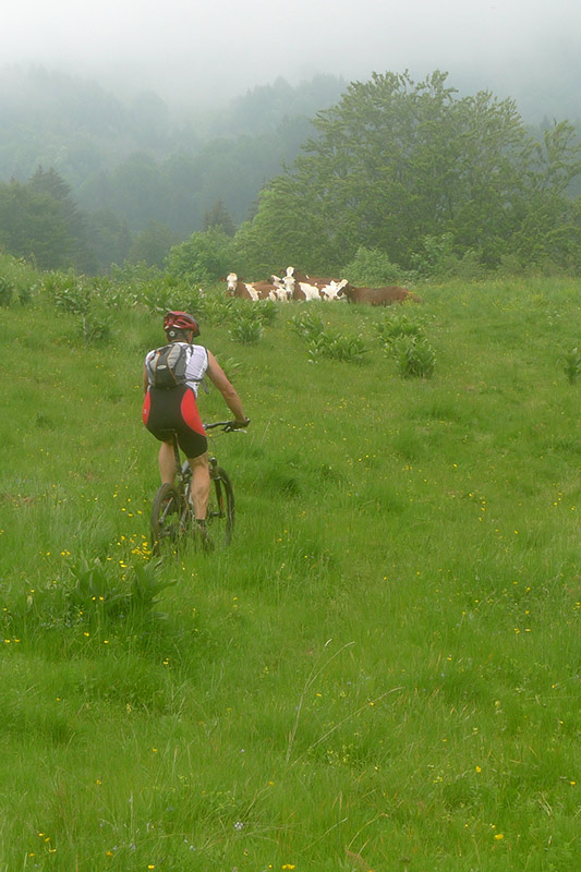 #3 Alpage vers le Chalet Mermet Alpage vers le Chalet Mermet