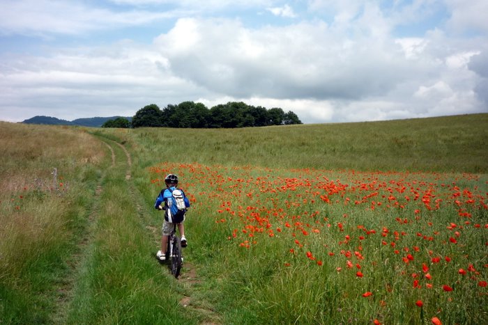 Les champs : C'est beau les coquelicots