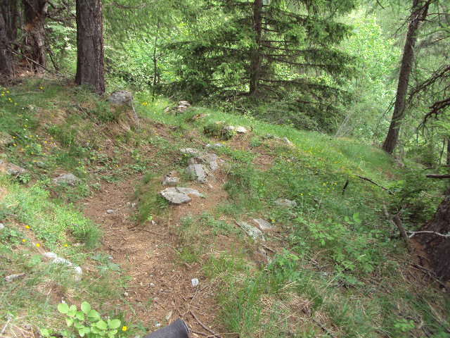 #14 sous bois : enfin le sous bois,pour une descente memorable sous bois : enfin le sous bois,pour une descente memorable
