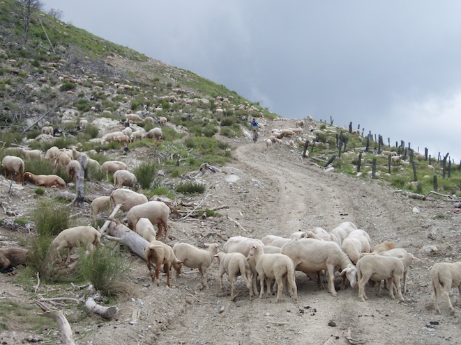 #8 Les moutons nous auraient ils distrait ? Les moutons nous auraient ils distrait ?