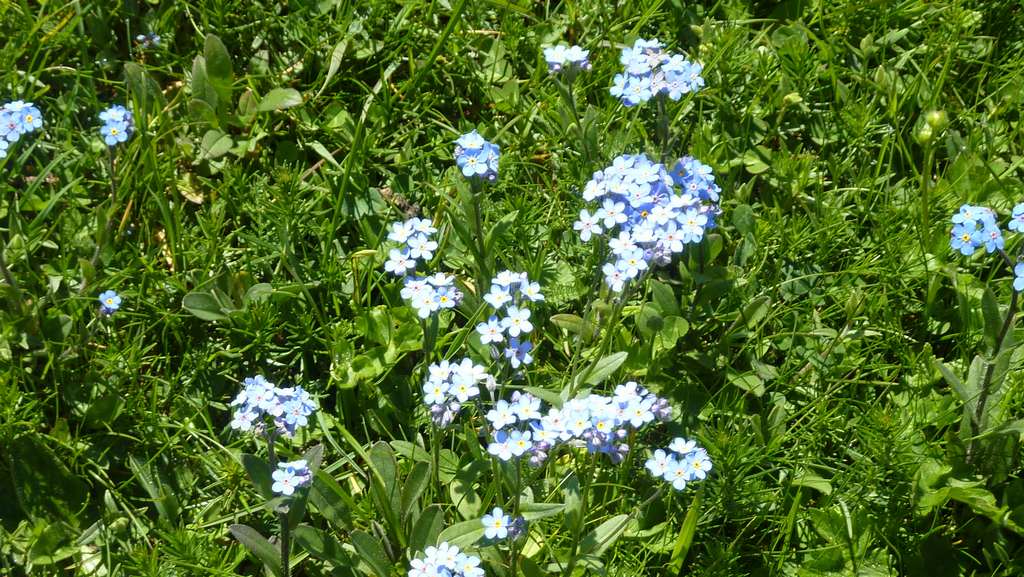 fleurs des champs : on me glisse dans l'oreillette que ce sont des myosotis