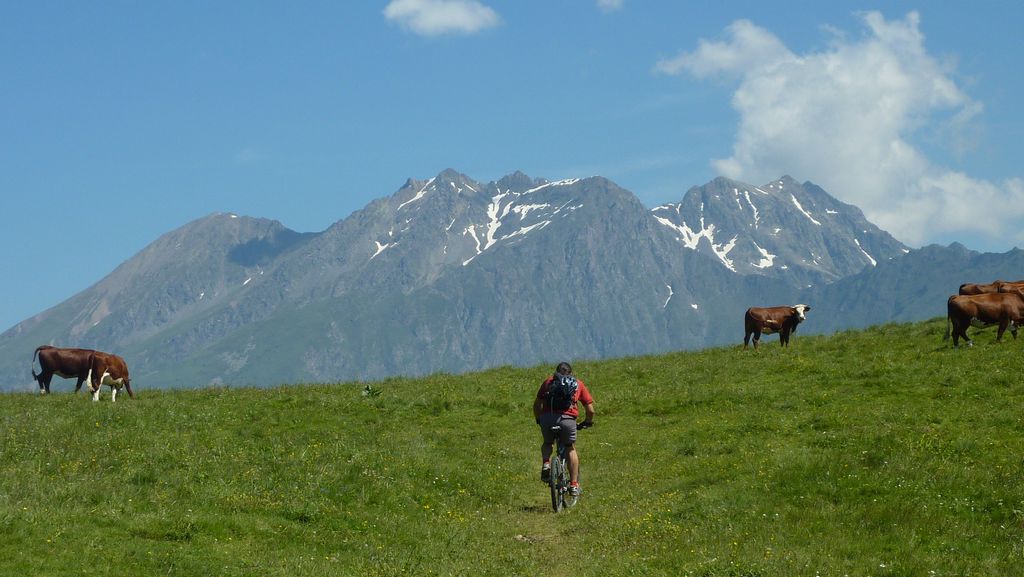 Heidi : Al, des vaches... et le Coiro