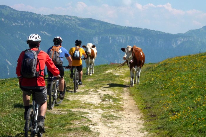 #9 FreeRide dans les alpages : Quelques stars bovines pour notre plus grand plaisir en les stressant un peu avec quelques petits bruits en passant. Dynamique ces grosses bêtes! FreeRide dans les alpages : Quelques stars bovines pour notre plus grand plaisir en les stressant un peu avec quelques petits bruits en passant. Dynamique ces grosses bêtes!