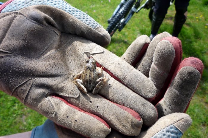 #5 Grenouille : Il y a quelques habitants dans le coin Grenouille : Il y a quelques habitants dans le coin