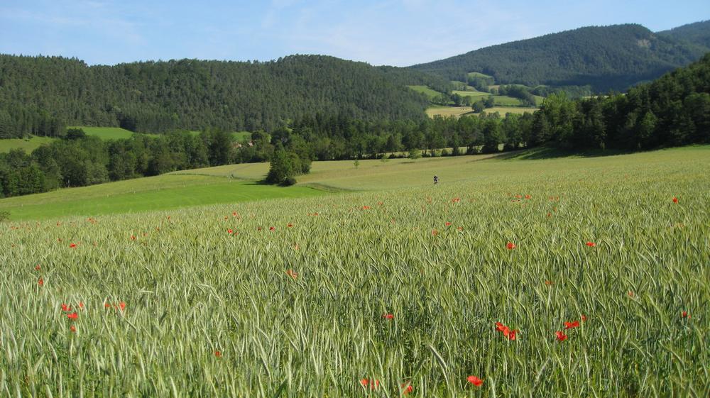 Balade au milieu des champs