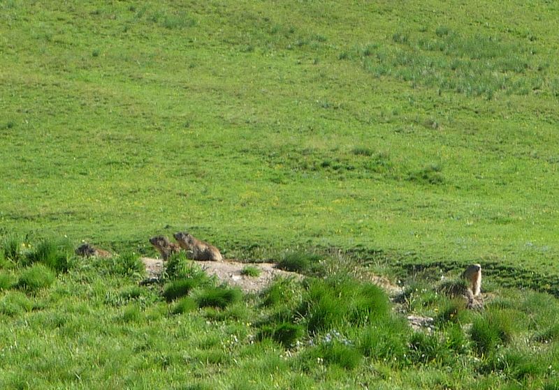 #3 Marmotte : Il n Marmotte : Il n'y a pas que des VTT sur le plateau