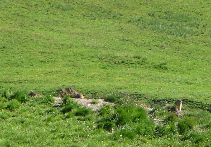 Marmotte : Il n'y a pas que des VTT sur le plateau