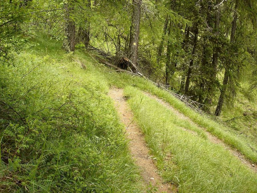 Jour 1: tête d'épingle : Sur le sentier de Joubelle