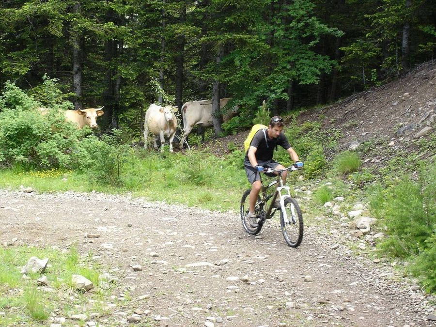 Jour 2: Vaches : En montant par la variante roulante après les Touisses