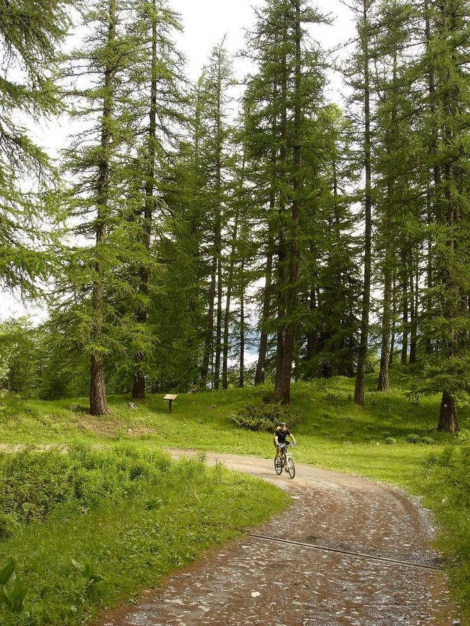 Jour 3: Bout du Mélèze : Magnifique forêt de mélèzes