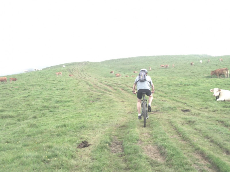 #5 Zig zag entre les vaches : ...et leurs bouses. Zig zag entre les vaches : ...et leurs bouses.