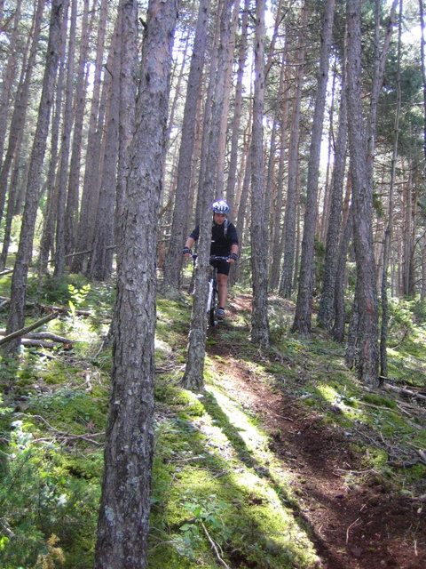 Bois du collet : Slalom entre les arbres