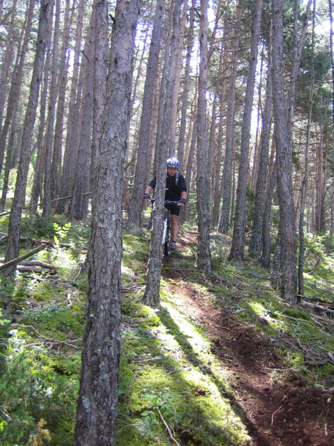 #13 Bois du collet : Slalom entre les arbres Bois du collet : Slalom entre les arbres