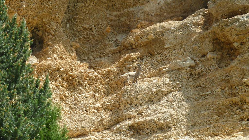 bouquetin : un jeune de l'année, il a laissé sa mere et son frere