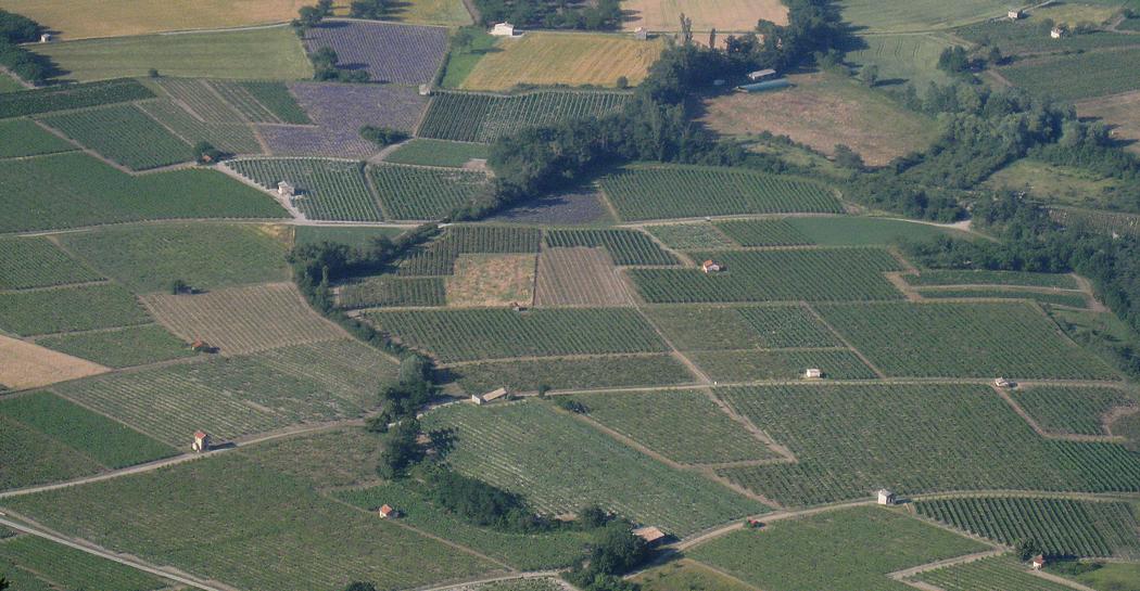 Les Vignes de Châtilon : et la lavande depuis Pié de Bœuf