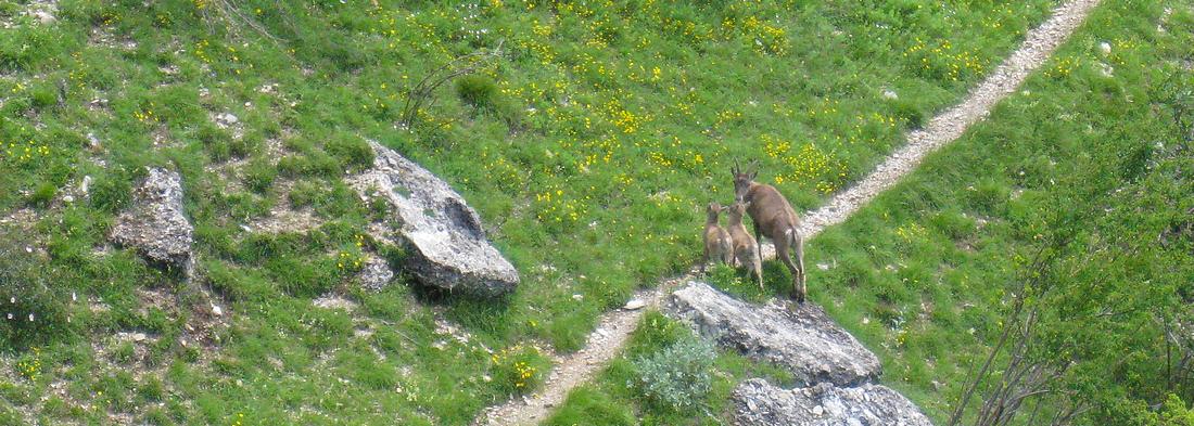 #11 Etagne et ses 2 cabris : c Etagne et ses 2 cabris : c'est mignon tout plein