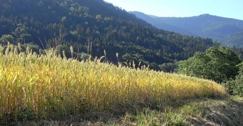 grenier : beaux champs de blé sous fond de Colombier
