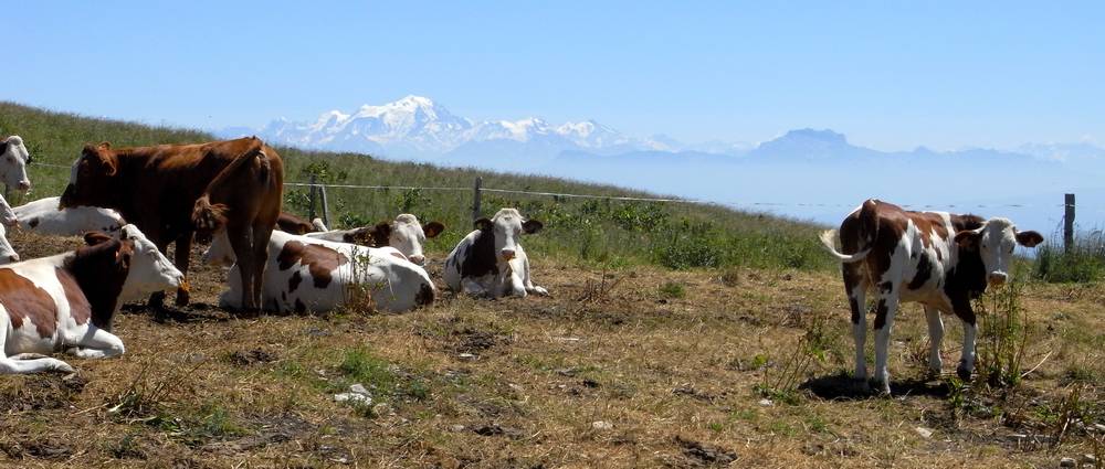 #11 image d image d'Epinal : de l'herbe, des vaches, une montagne... le bonheur ?