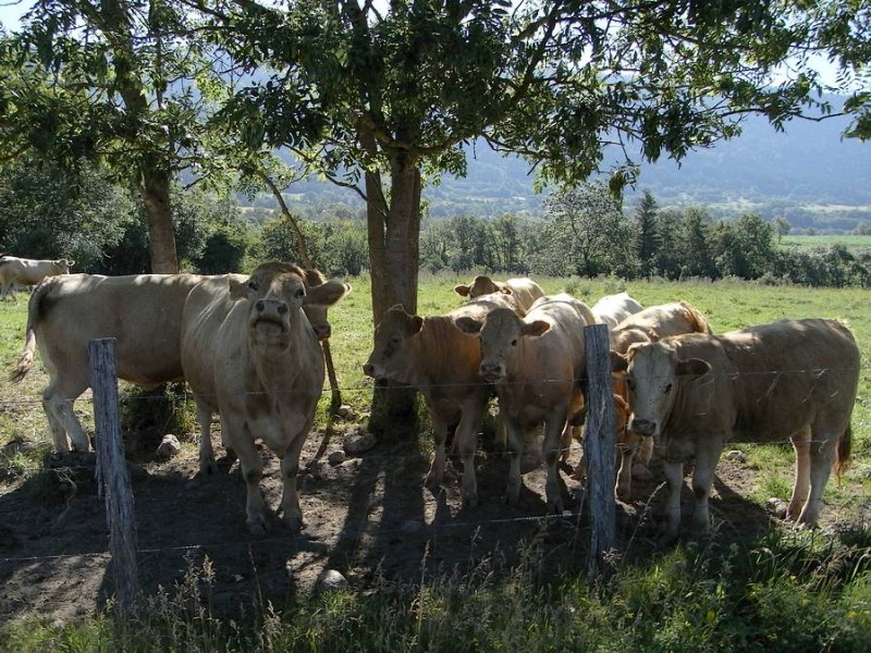 #3 chaleur : les vaches cherchent égalemnt l chaleur : les vaches cherchent égalemnt l'ombre
