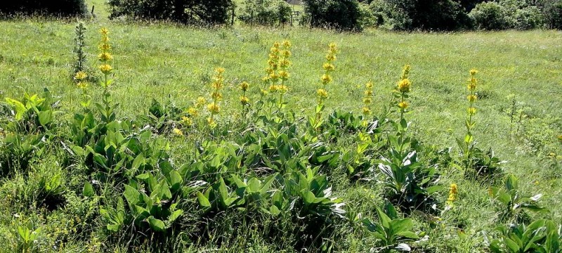 #6 gentiane : en pleine floraison gentiane : en pleine floraison