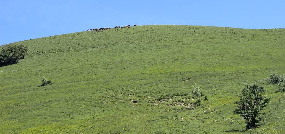 #12 le troupeau du sommet : l le troupeau du sommet : l'herbe est tjrs meilleur en haut !