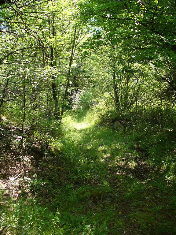 Sentier Descente : Le final herbeux...