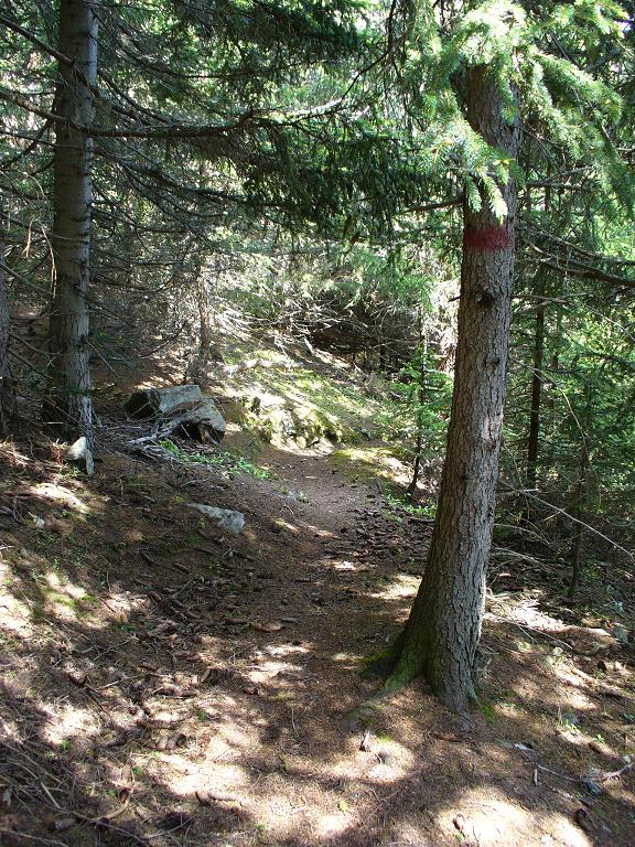 #15 Sentier Descente : En sous bois Sentier Descente : En sous bois