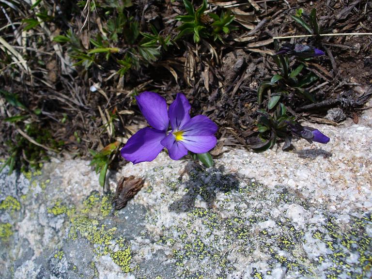 #7 Flore : Pensée du jour Flore : Pensée du jour