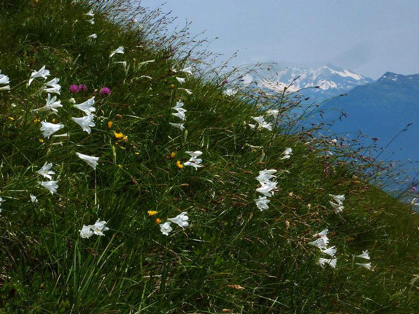 #4 Armène : En direction du Mont Blanc Armène : En direction du Mont Blanc