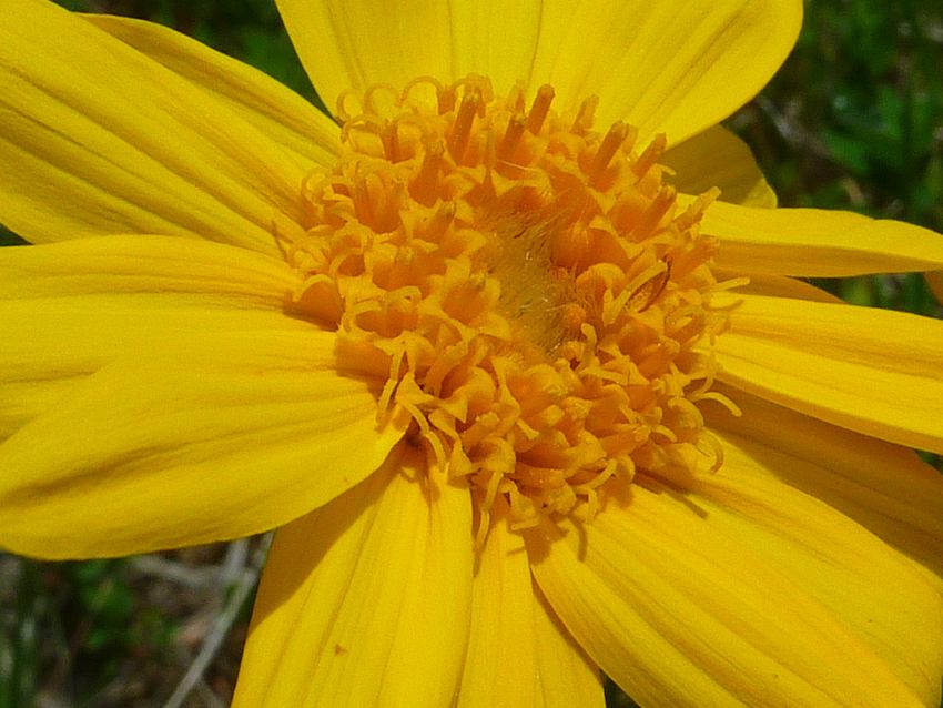 #5 Armène : Astéracée Armène : Astéracée