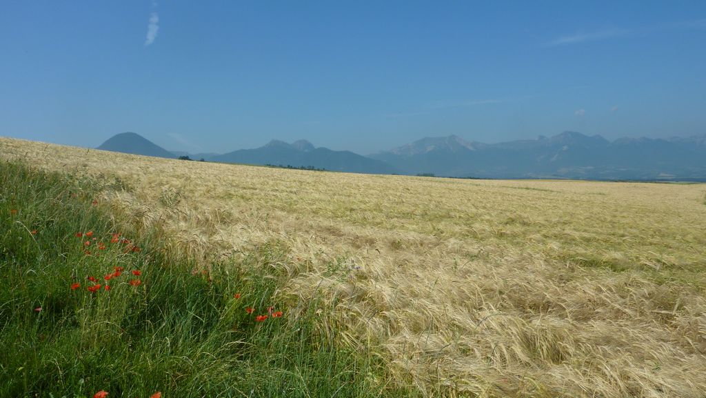 Trièves : le vent souffle dans les blés sur fond de Vercors