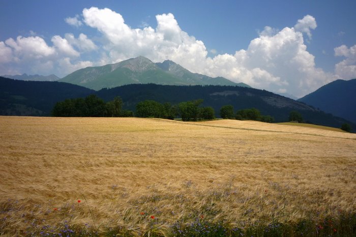 Agriculture : C'est beau le blé. Il va pleuvoir 10 minutes plus tard 8-|