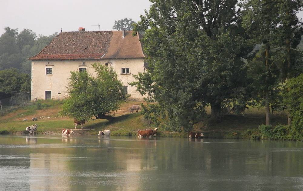 bienvenue à cow-beach : ici les vaches se baignent dans le Rhône...