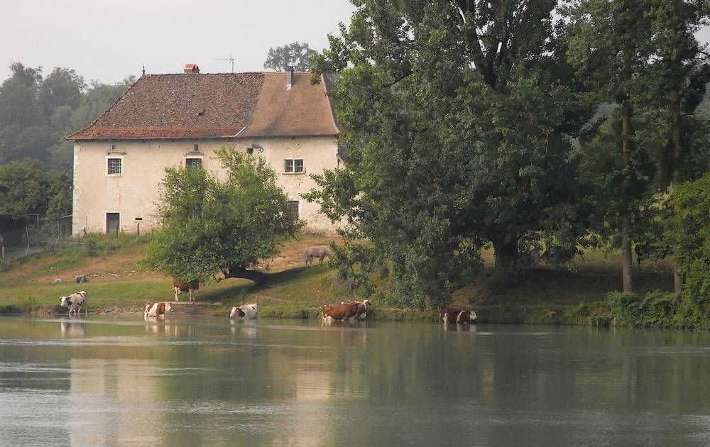 #6 bienvenue à cow-beach : ici les vaches se baignent dans le Rhône... bienvenue à cow-beach : ici les vaches se baignent dans le Rhône...
